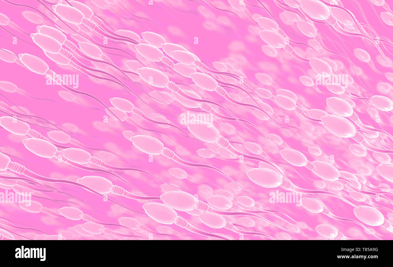 Les cellules du sperme, illustration Banque D'Images