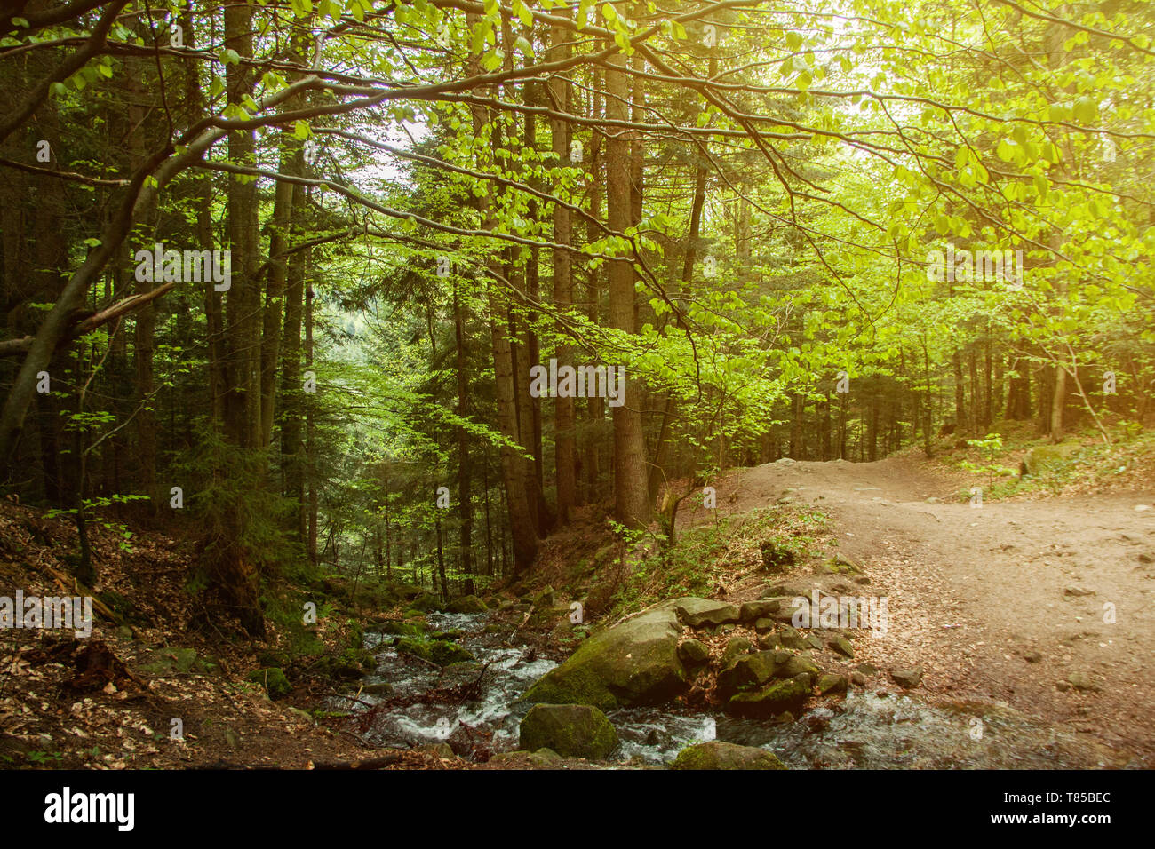 Des paysages forestiers. Doux matin lumière tombe sur un chemin forestier. Feuilles vert frais au printemps. Petit ruisseau descend la colline. Banque D'Images