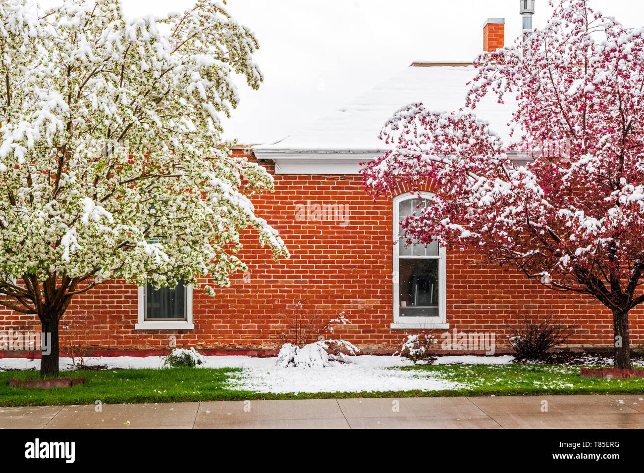 Poire asiatique et saupoudrées de pommetiers en fleurs printemps la neige ; Salida Colorado ; USA ; Banque D'Images