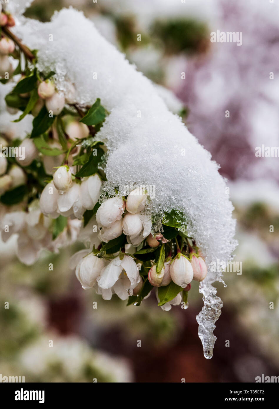 Asian Pear Tree épousseté au printemps la neige ; Salida, Colorado, USA Banque D'Images