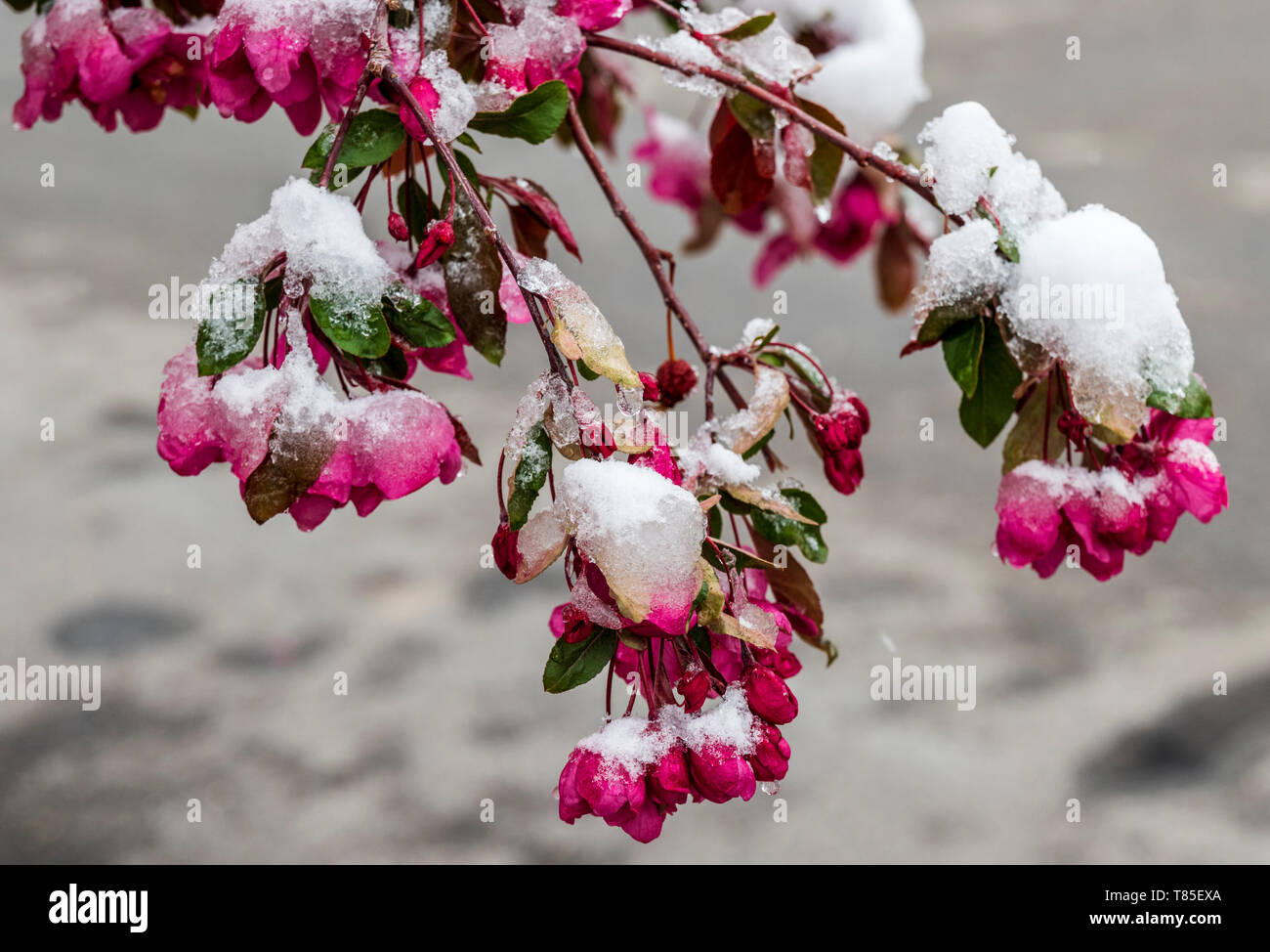 Pommetier épousseté au printemps la neige ; Salida, Colorado, USA Banque D'Images