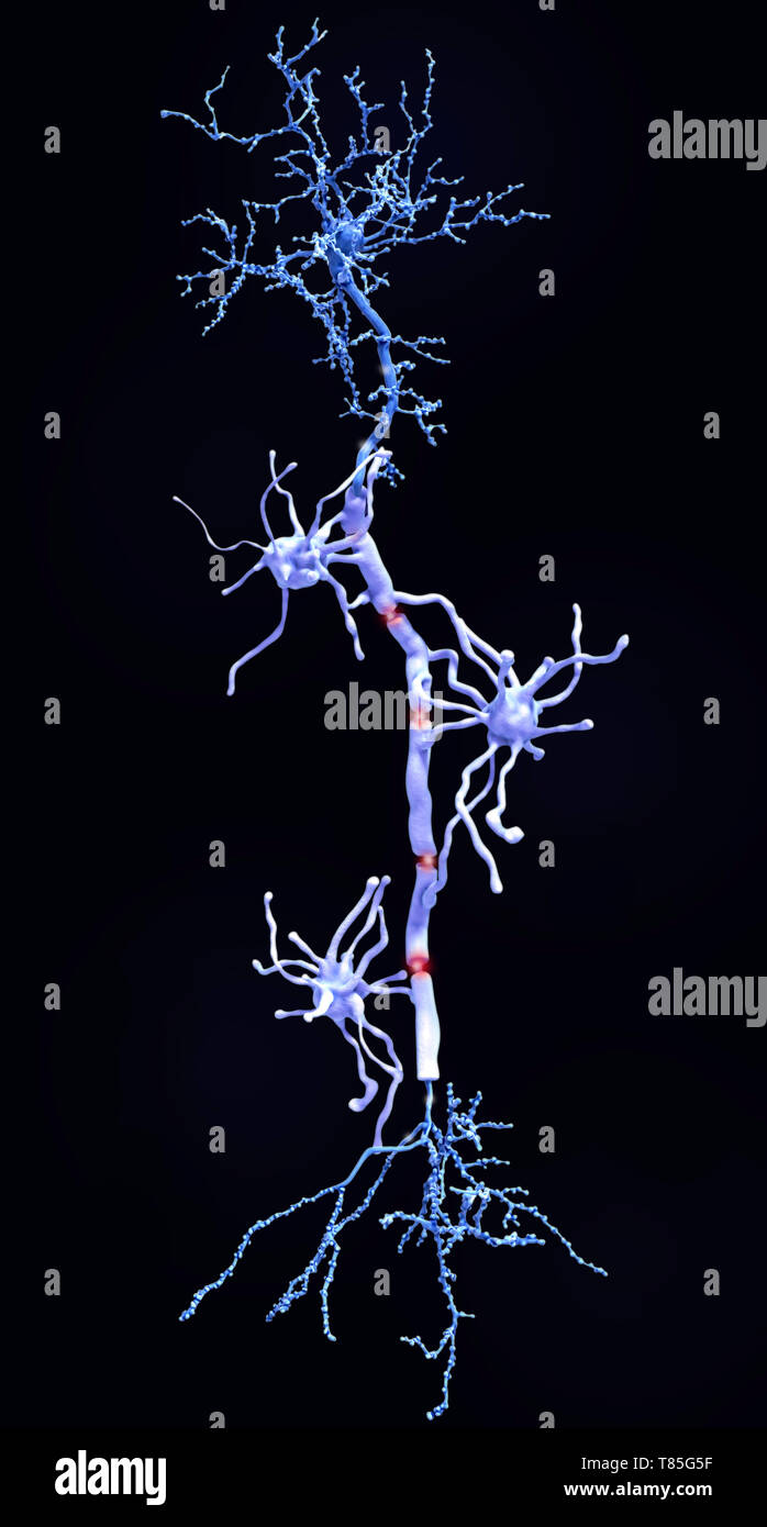 Les neurones pyramidaux et gaines de myéline, illustration Banque D'Images