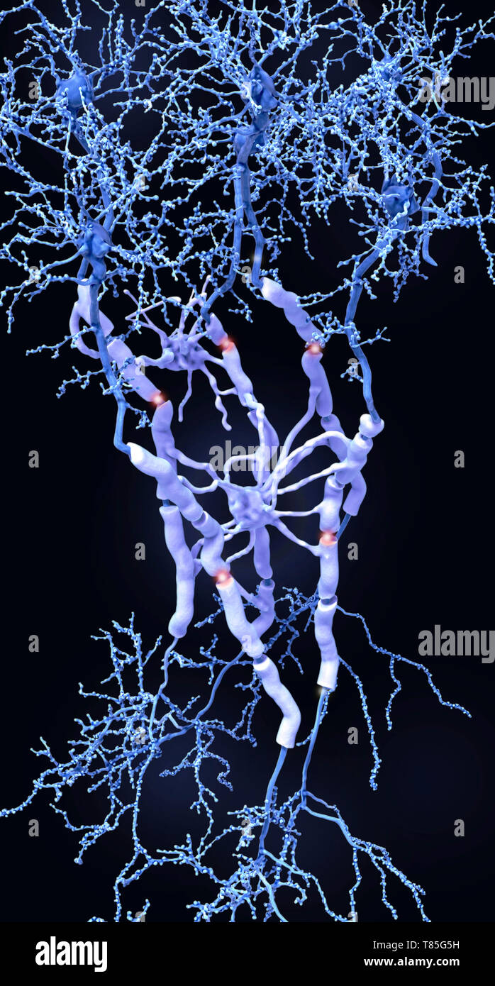 Les neurones et les gaines de myéline, illustration Banque D'Images
