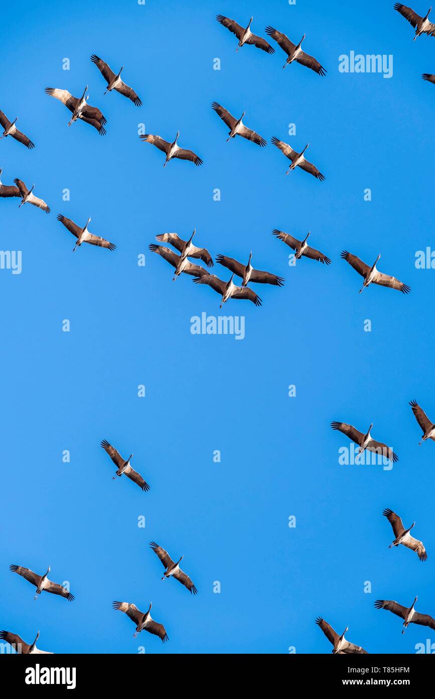 L'Inde, Rajasthan, Khichan, village au bord du désert du Thar et la migration place de milliers de grues demoiselles (Grus virgo) venant de Sibérie Banque D'Images