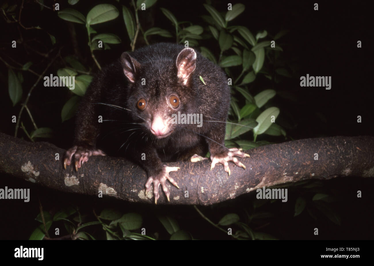 La montagne brushtail possum, ou le sud de l'bobuck (Trichosurus cunninghami), est une semi-nocturne, marsupial arboricole indigènes au sud-est de l'Australie. Banque D'Images