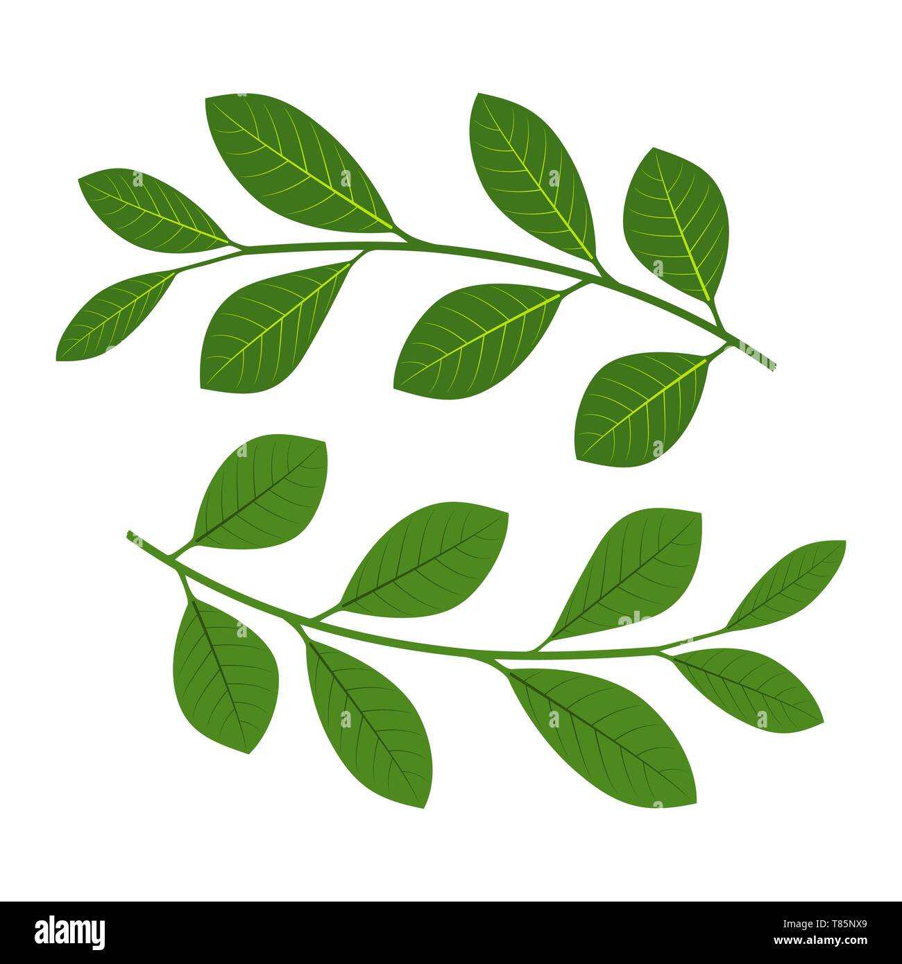 Ensemble de branches avec des feuilles. Vector illustration. Branches vertes avec des feuilles isolées. Illustration de Vecteur