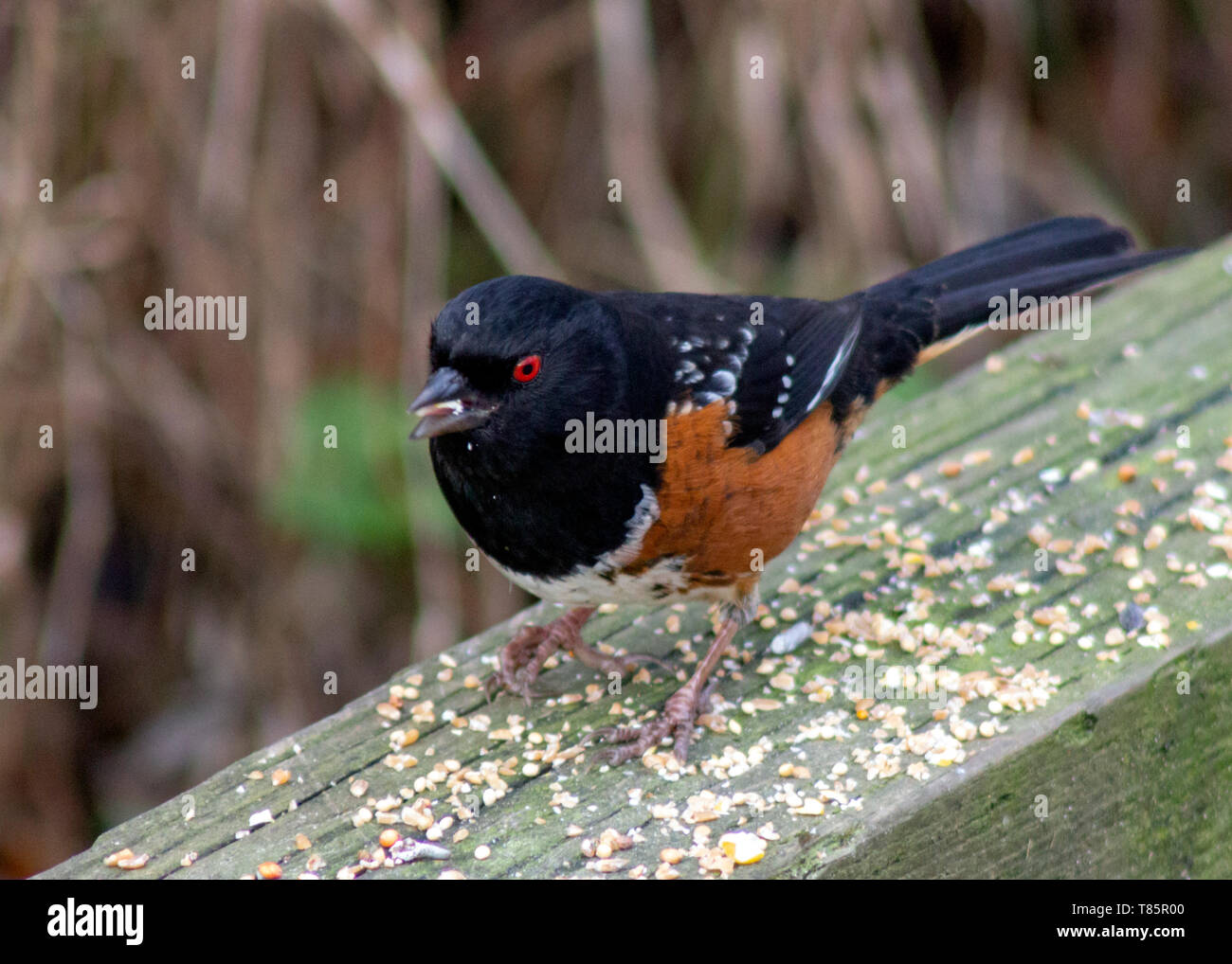 Beau Tohi tacheté en oiseaux, en Colombie-Britannique. En attente de quelques graines en hiver. Noir, repéré les plumes, l'orange vif et les yeux rouges du ventre. Banque D'Images
