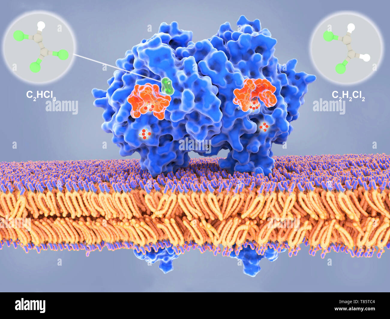 L'enzyme bactérienne déshalogénase, illustration Banque D'Images