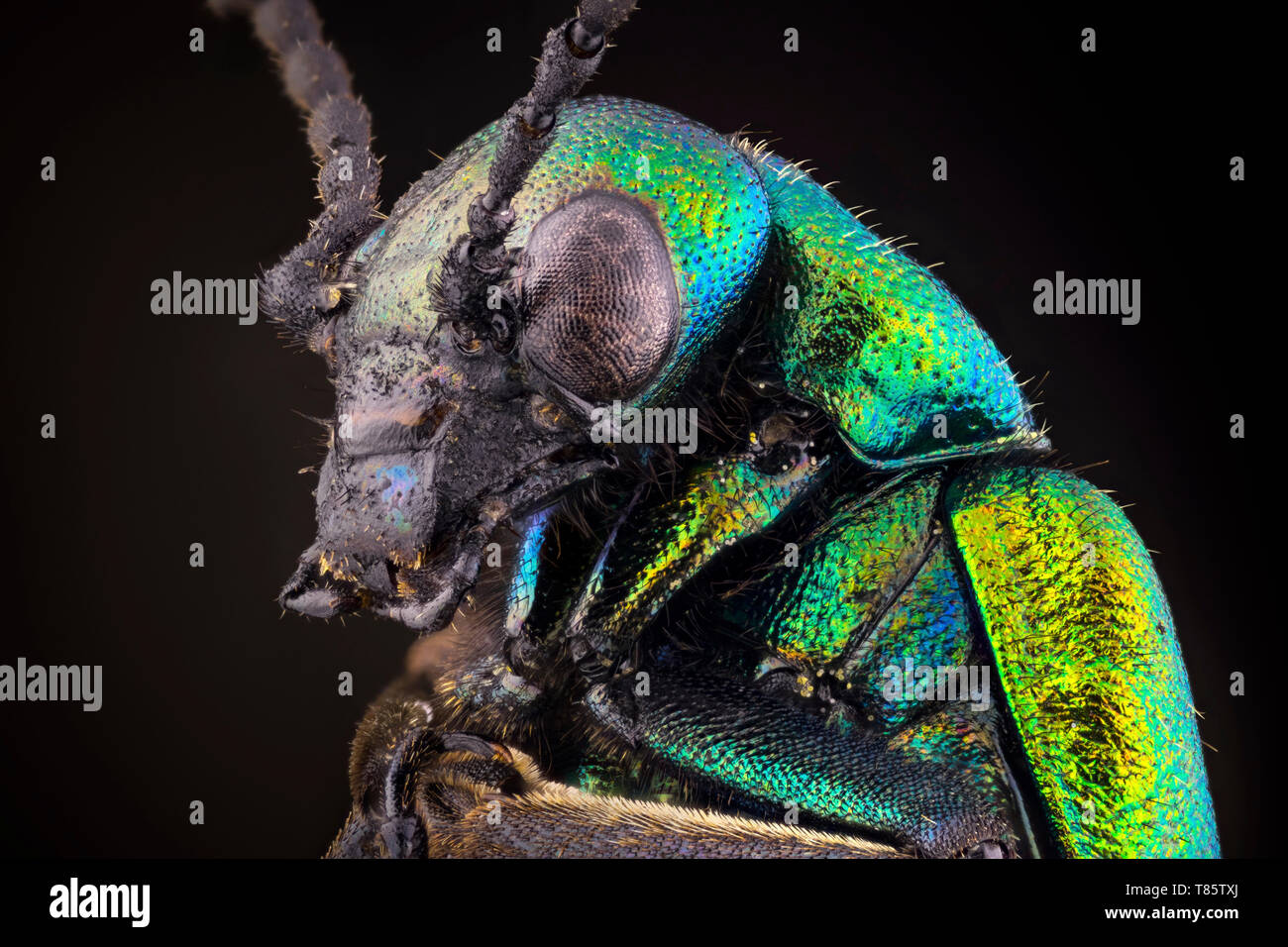 Blister beetle portrait vert Banque D'Images