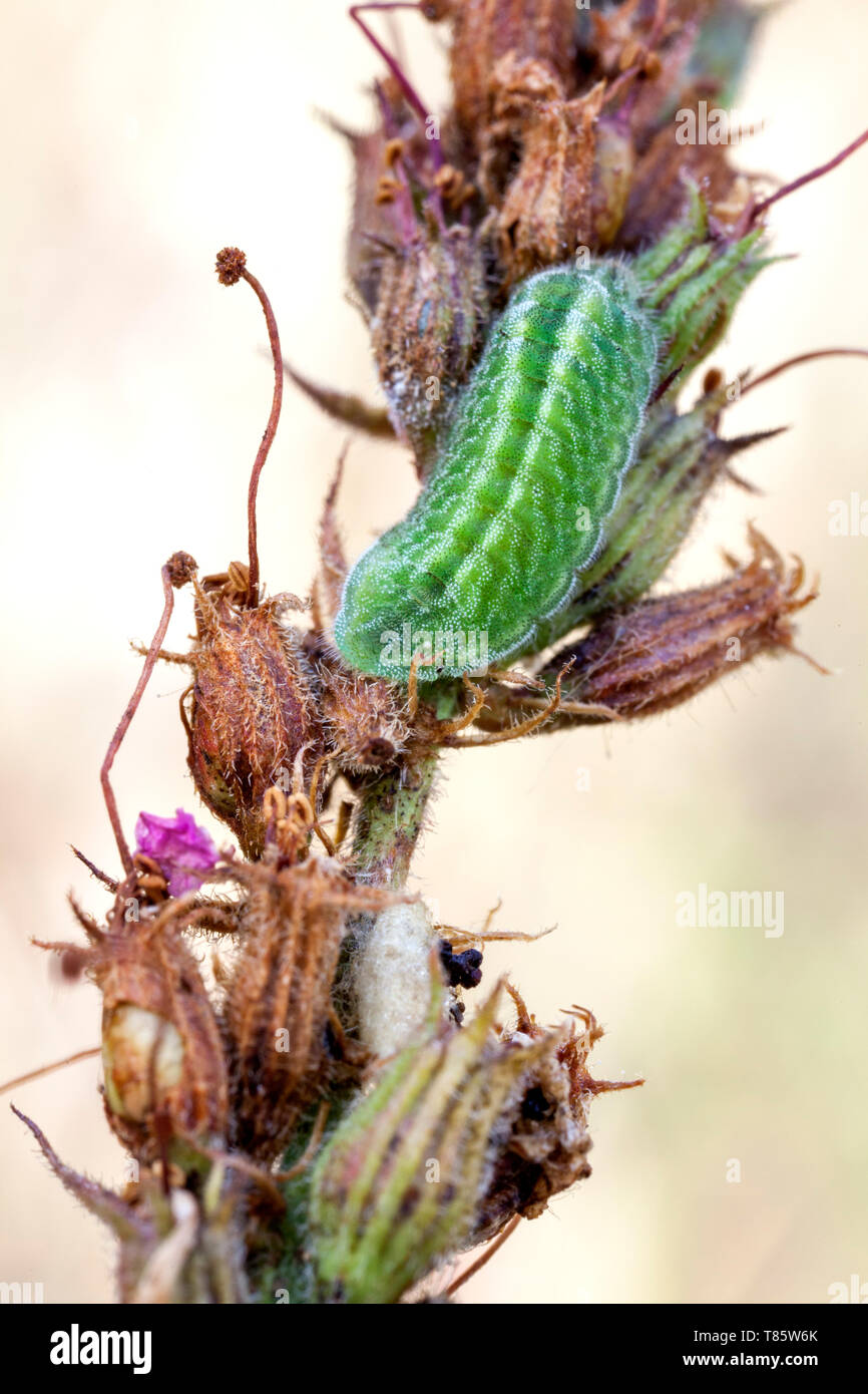 Larve de papillon ailé Gossamer Banque D'Images