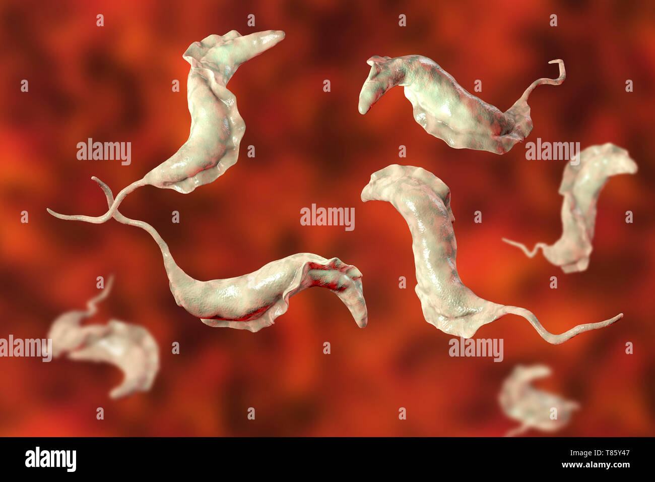 Parasite de la maladie de Chagas, illustration Banque D'Images