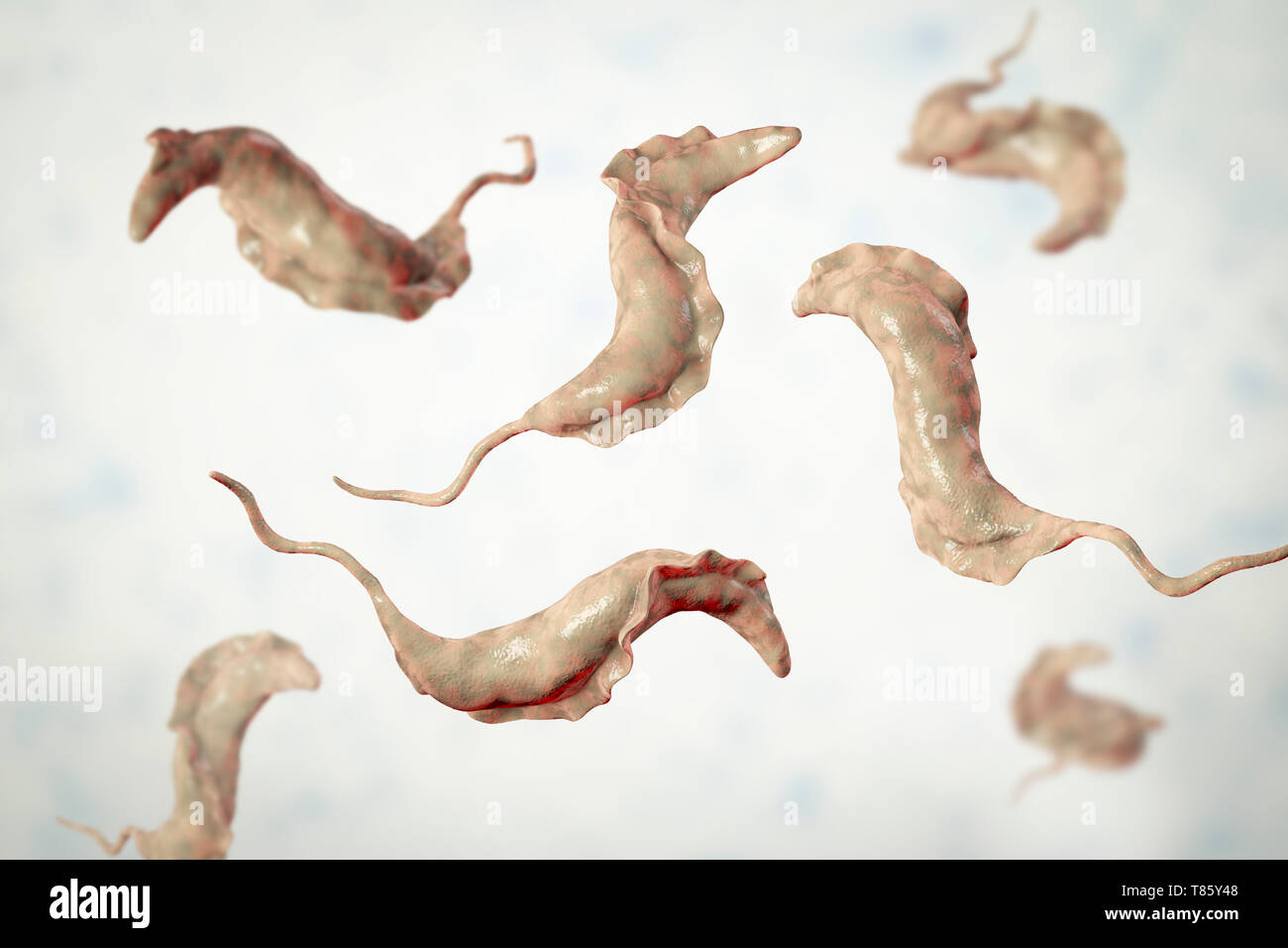 Parasite de la maladie de Chagas, illustration Banque D'Images