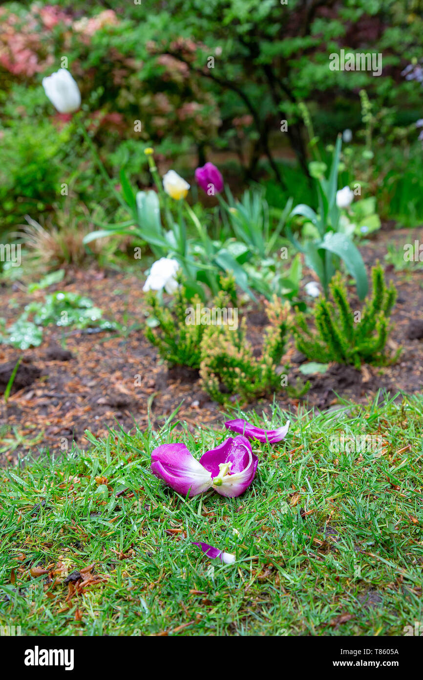 Tulip tombé tête sur la pelouse par le jardin en contrebas à Denzell House and Gardens, Dunham Rd, Bowdon, Trafford, Greater Manchester Banque D'Images