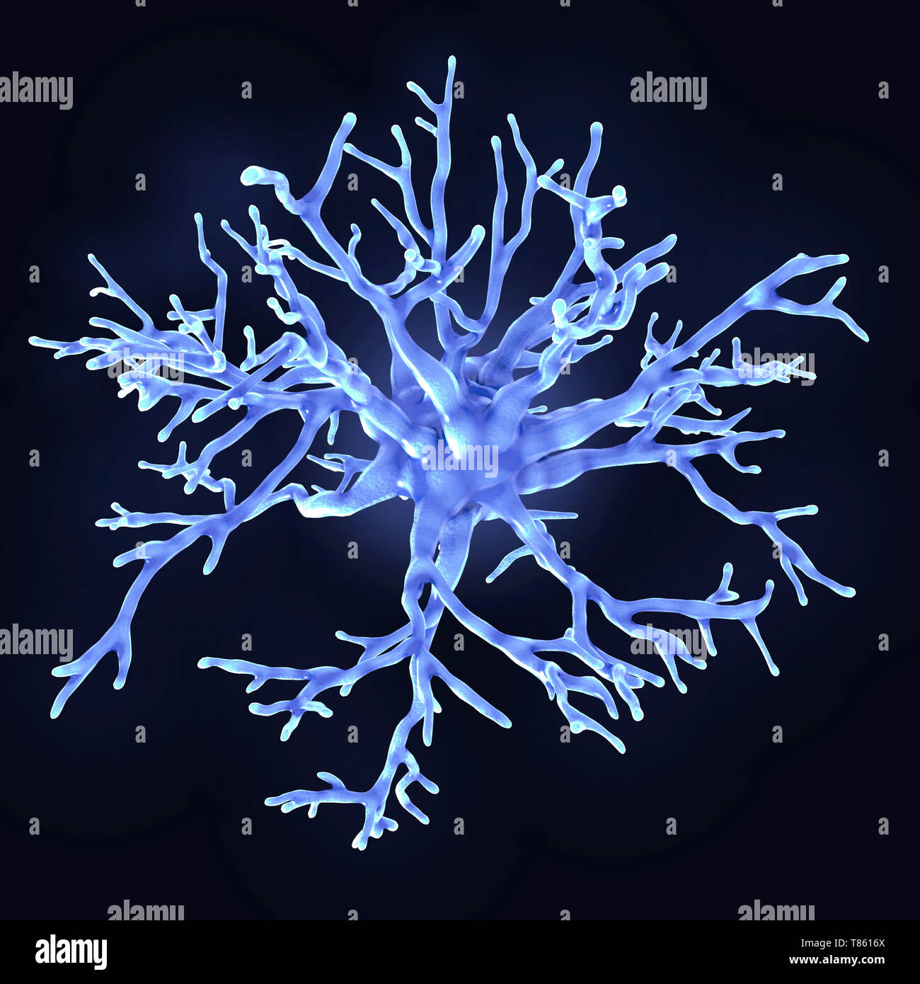 Les astrocytes protoplasmiques, illustration Banque D'Images