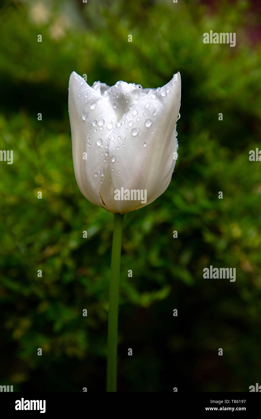 Close up de tulipes sur Denzell House and Gardens, Dunham Rd, Bowdon, Trafford, Greater Manchester Banque D'Images