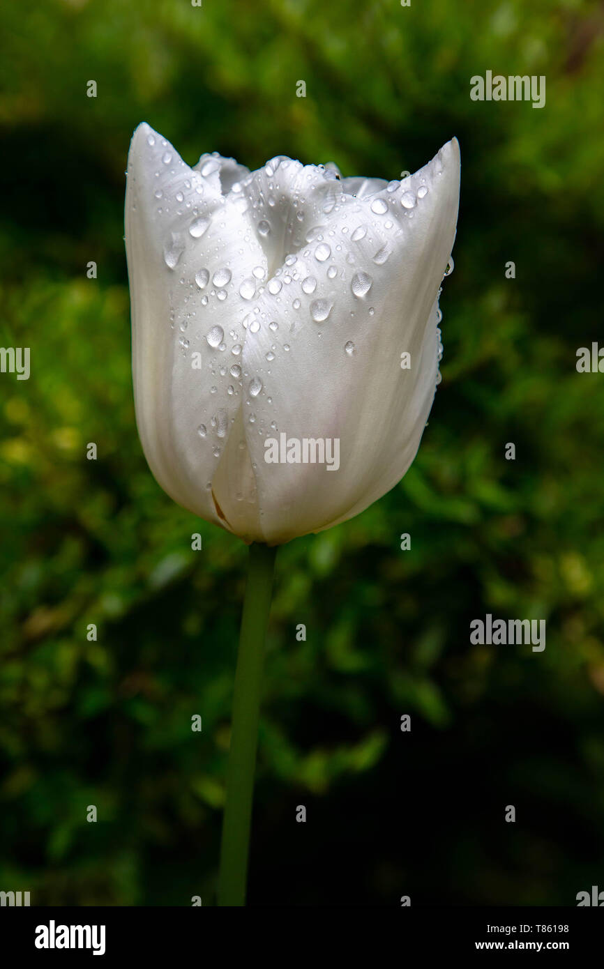 Close up de tulipes sur Denzell House and Gardens, Dunham Rd, Bowdon, Trafford, Greater Manchester Banque D'Images