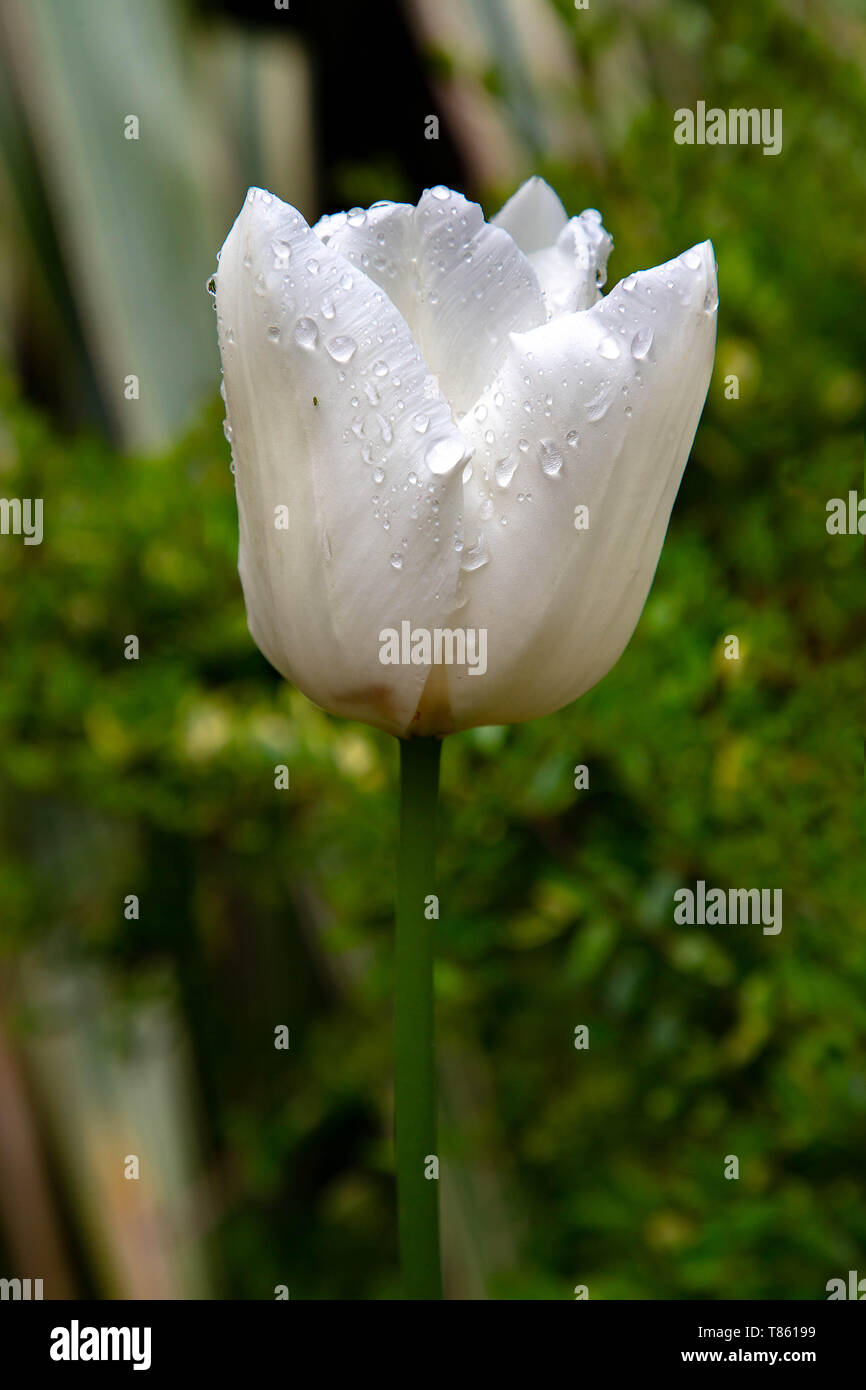 Close up de tulipes sur Denzell House and Gardens, Dunham Rd, Bowdon, Trafford, Greater Manchester Banque D'Images