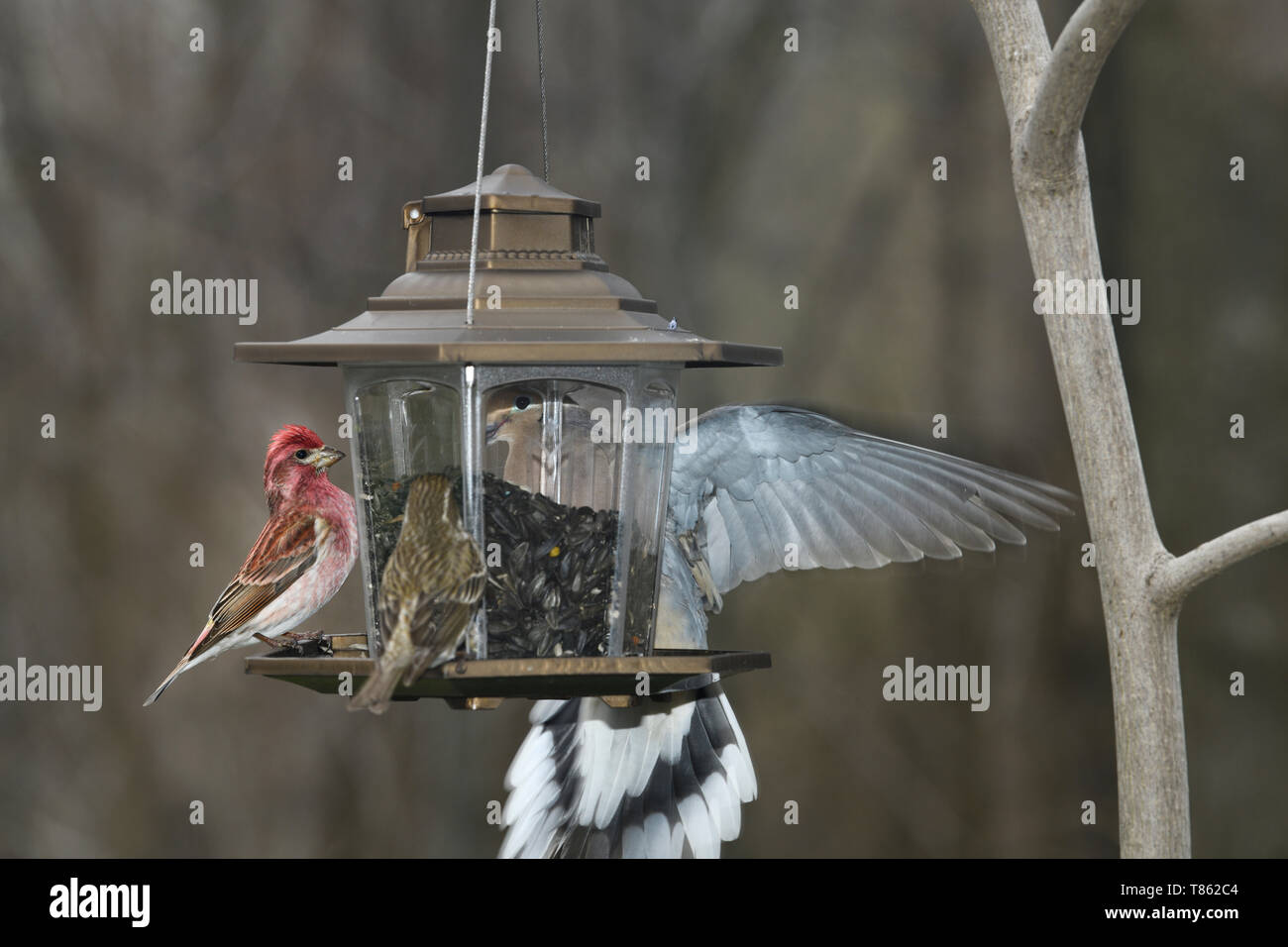 Mâle Roselin pourpré violet avec les femmes et la Tourterelle triste voletant à l'achat sur un jardin tournesol Toronto du convoyeur Banque D'Images