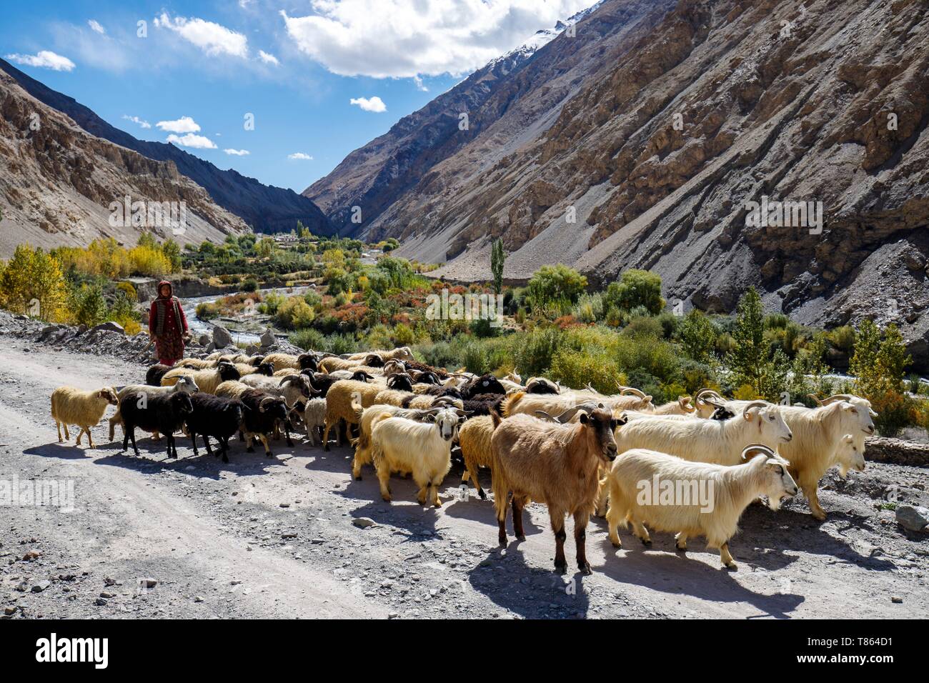 L'Inde, l'état de Jammu-et-Cachemire, Ladakh, Himalaya, Hemis National Park, trekking suite de refroidissement à Chogdo dans la vallée de Markha, Kaya villageoise et troupeau de chèvres Banque D'Images