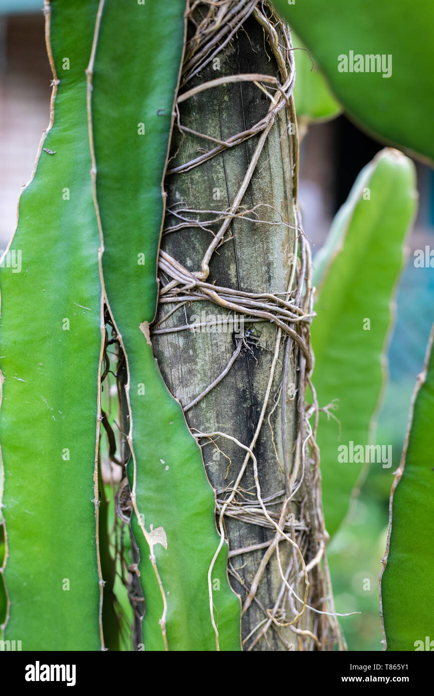 Système racinaire d'un plant Fruit du dragon enroulé autour de son pôle d'accueil dans un jardin d'arrière-cour, Close up, cactus comme plante Banque D'Images