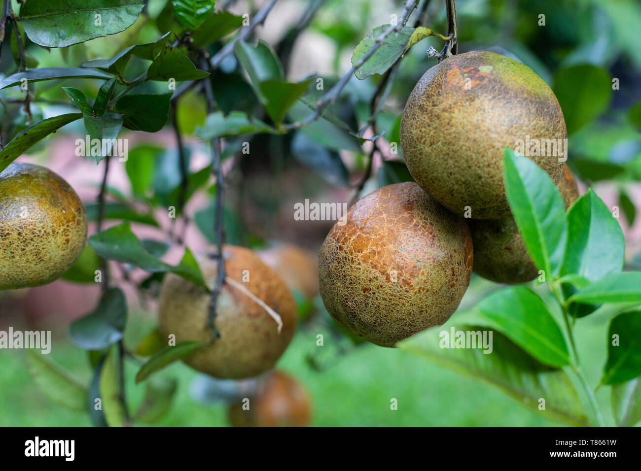 Fruits Limonade bio (Citrus limon x reticulata) avec un état de peau décolorée dans un jardin à l'arrière Banque D'Images