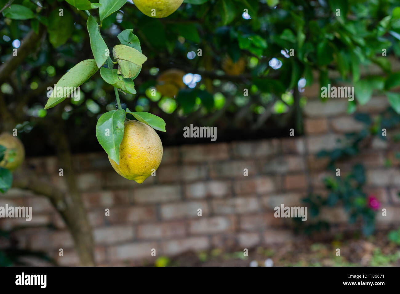 Seul citron jaune bio citron croissant sur un arbre dans un jardin, à base de plante végétalien biologique modes Zéro déchet Banque D'Images