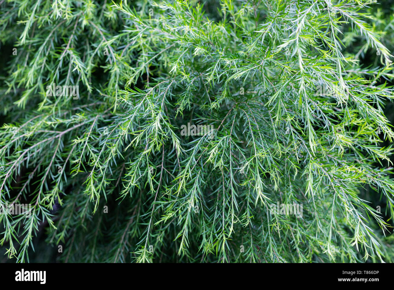 Les feuilles vert tendre moelleux d'un arbre de mimosa en fleur pas dans un jardin à l'arrière Banque D'Images