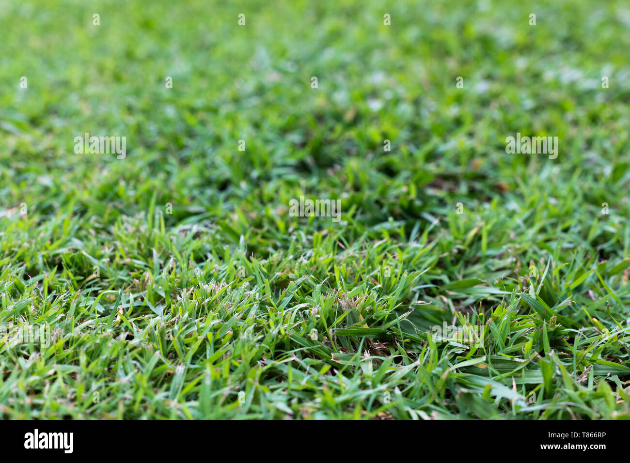 Close up de pelouse tondue/fraîchement coupé, le vert des brins d'herbe tendre, doux soleil de l'après-midi Banque D'Images