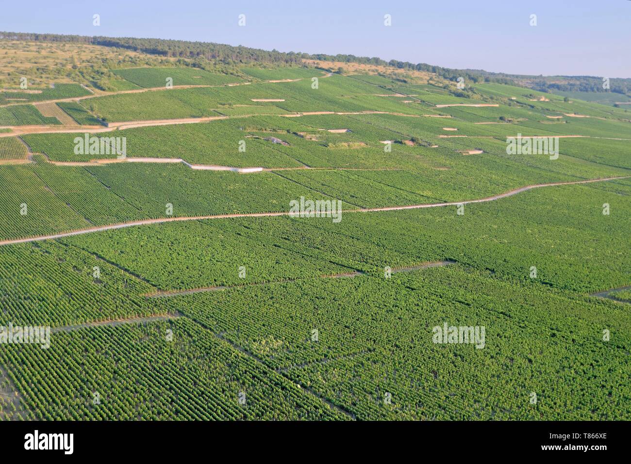 France, Côte d'Or, Paysage culturel de l'climats de Bourgogne classé au Patrimoine Mondial par l'UNESCO, la côte de Nuit (vue aérienne) Banque D'Images