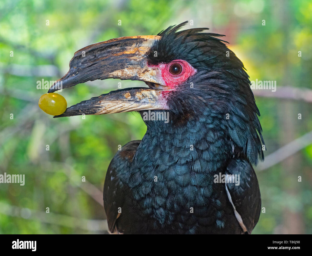 Trumpeter hornbill Bycanistes bucinator (captive) Banque D'Images