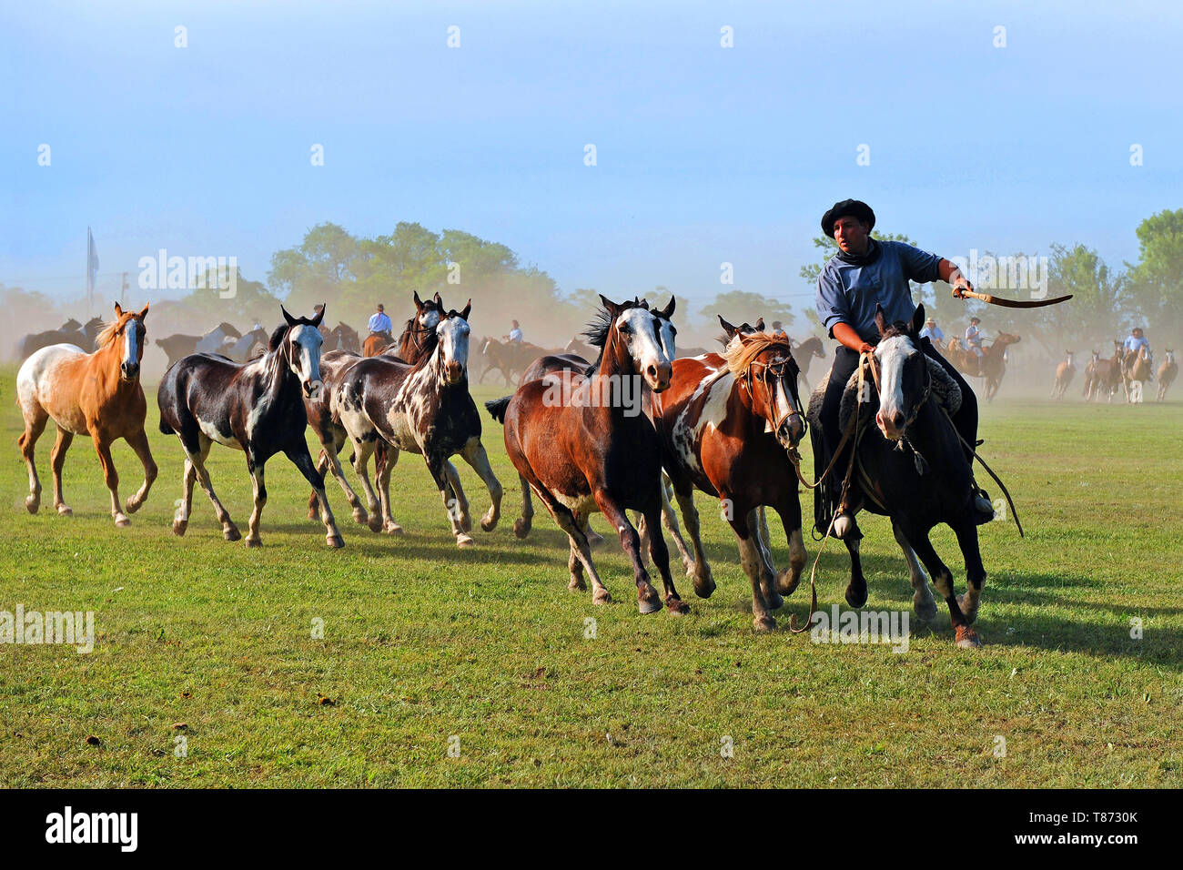 San Antonio de Areco/ Argentine : Gaucho avec une tropilla cheval (groupe) à la Fiesta de la tradicion Banque D'Images