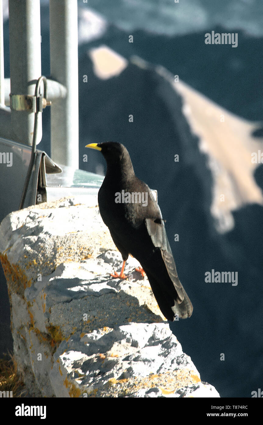 Pyrrhocorax graculus Alpine ; ou crave à bec jaune sur le Säntis, Appenzell Banque D'Images