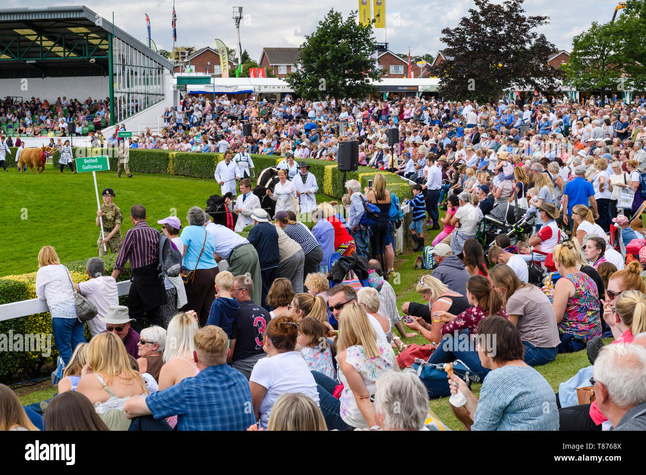 Foule de gens assis par principale tribune soleil, regarder Grand Défilé du bétail (bétail et intermédiaires) - Le grand show du Yorkshire, Harrogate, England, UK. Banque D'Images