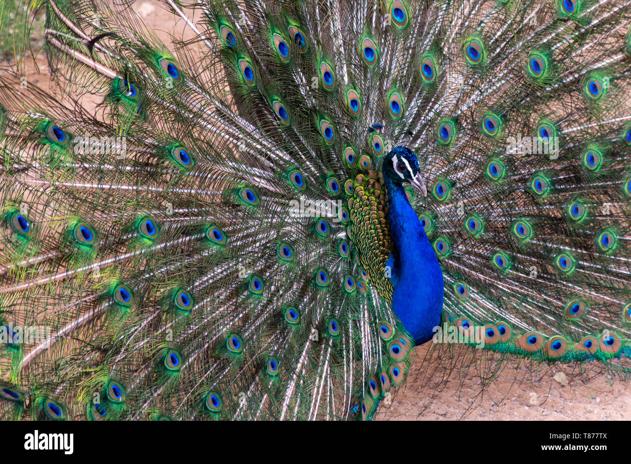 Pavo cristatus paon indien (mâle) répandre ses plumes montrant outre de couleurs. Banque D'Images