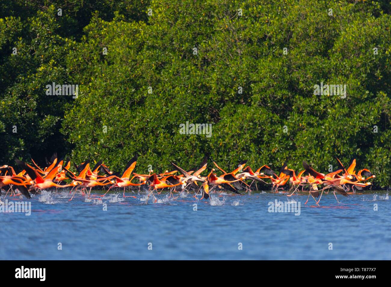 Cuba province de Cienfuegos Cienfuegos, la réserve Laguna de Guanaroca, Flamingo Banque D'Images