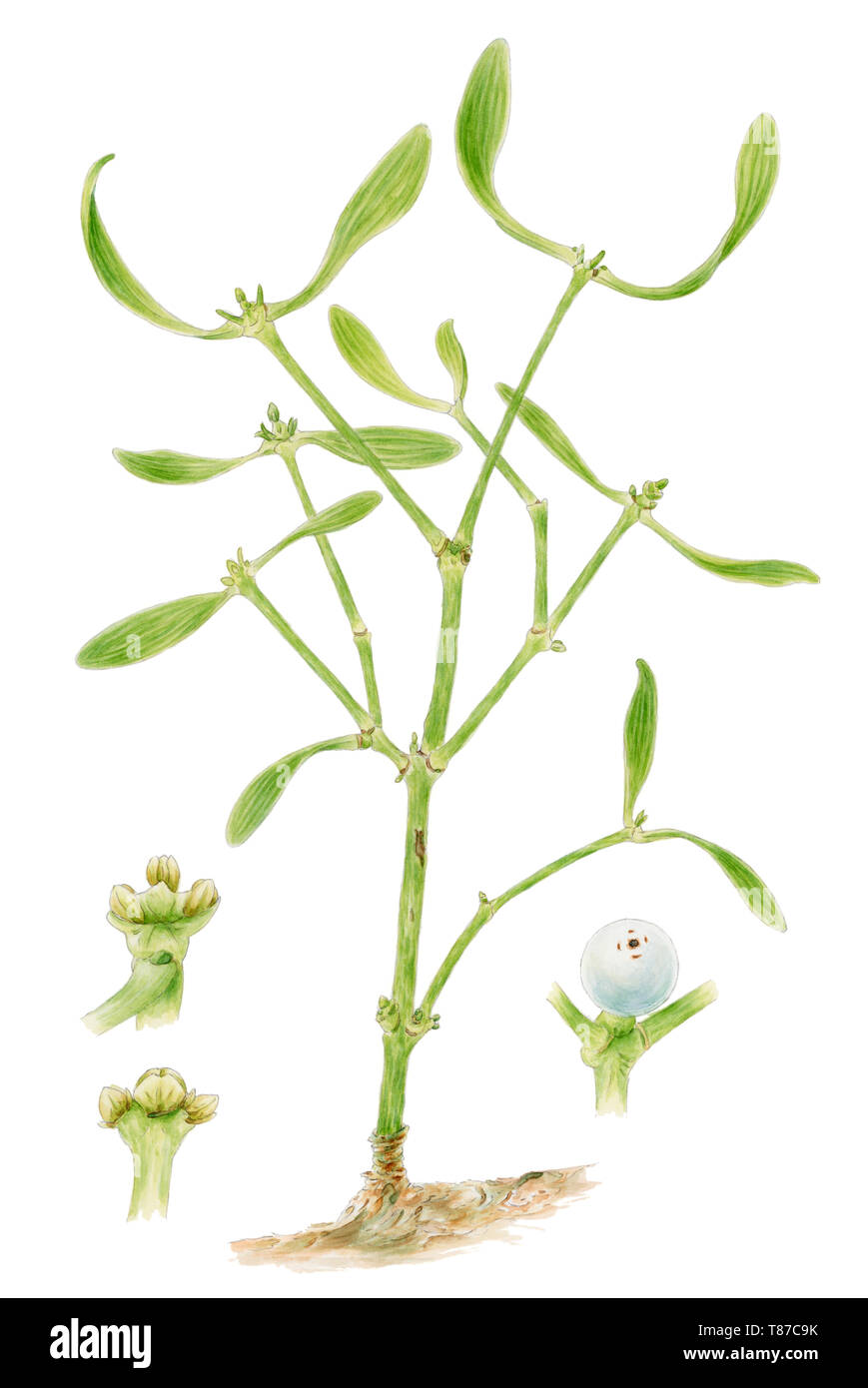 Le gui (Viscum album) dessin botanique sur fond blanc. A montré les fleurs mâles et femelles et de fruits. Crayon et aquarelle sur papier. Banque D'Images