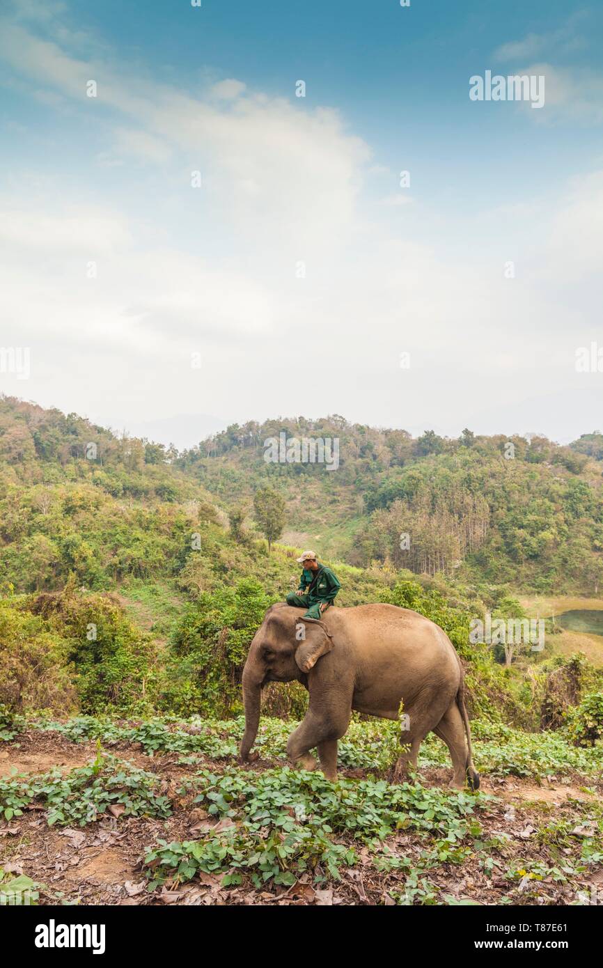 Laos, Sainyabuli, Elephant Conservation Centre, Éléphant d'Asie, Elephas maximus, et mahout-LAO-ECC-18-010 Banque D'Images