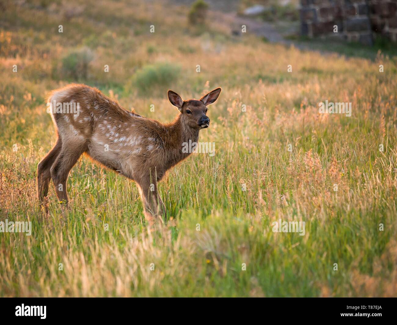 United States, Wyoming, Yellowstone National Park, les jeunes du wapiti des montagnes rocheuses au coucher du soleil Banque D'Images