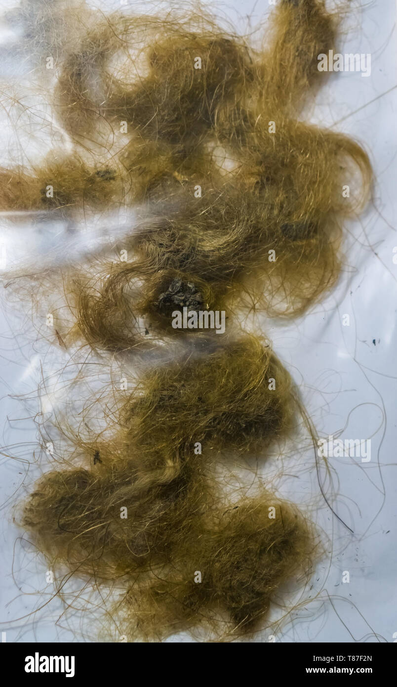 Le mammouth cheveux écluses, restes d'un animal disparu de l'ère époque Banque D'Images