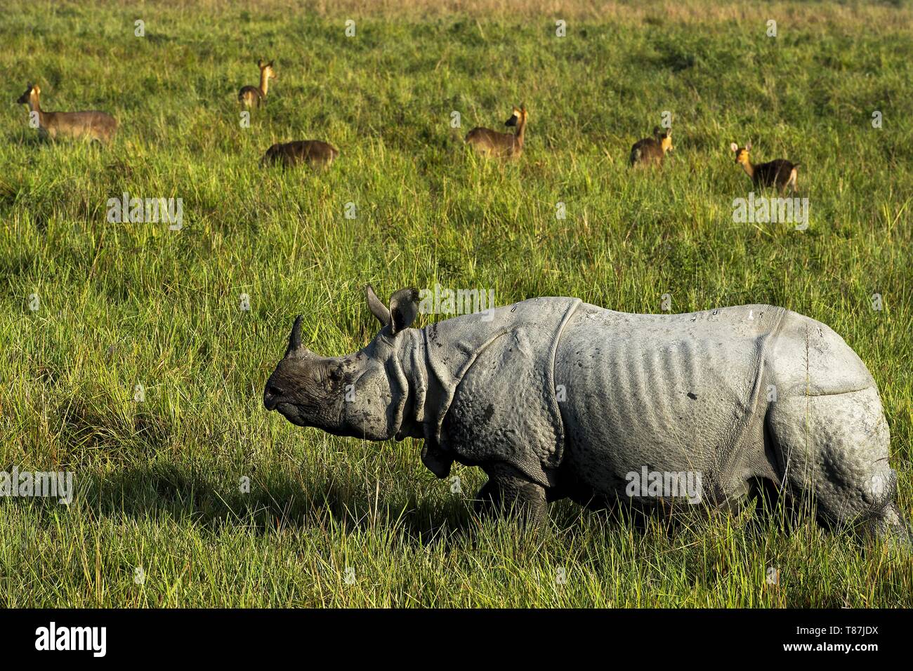 L'Inde, de l'Assam, rhinocéros unicorne, Kaziranga reservation Banque D'Images