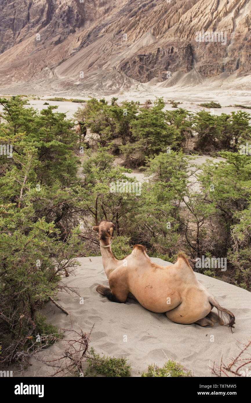 Chameau domestique dans la vallée de Nubra au Ladakh Banque D'Images