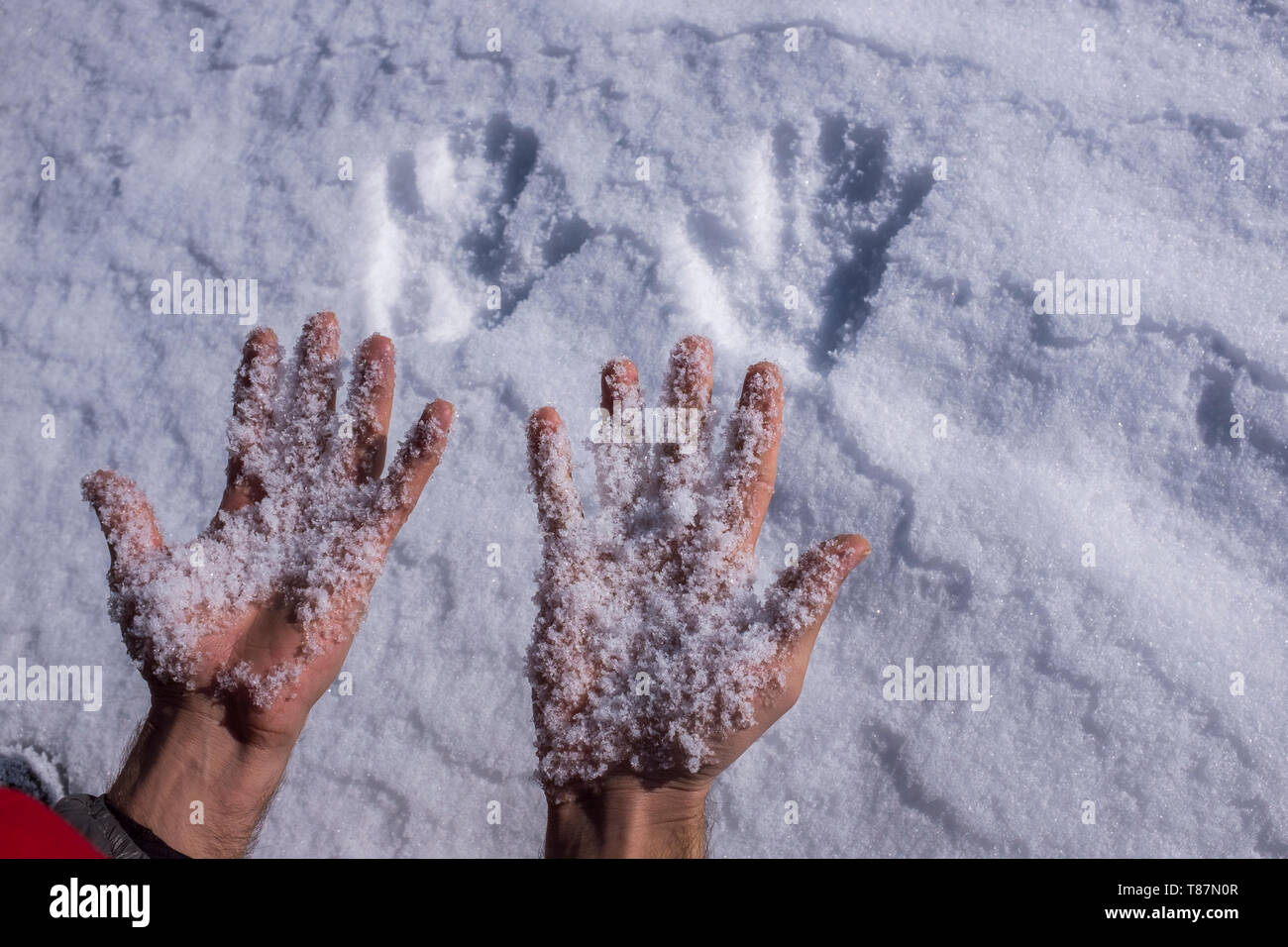 Un jeune homme dans le paysage de montagnes de neige neige blanche douce naturelle tenant dans ses mains. Banque D'Images