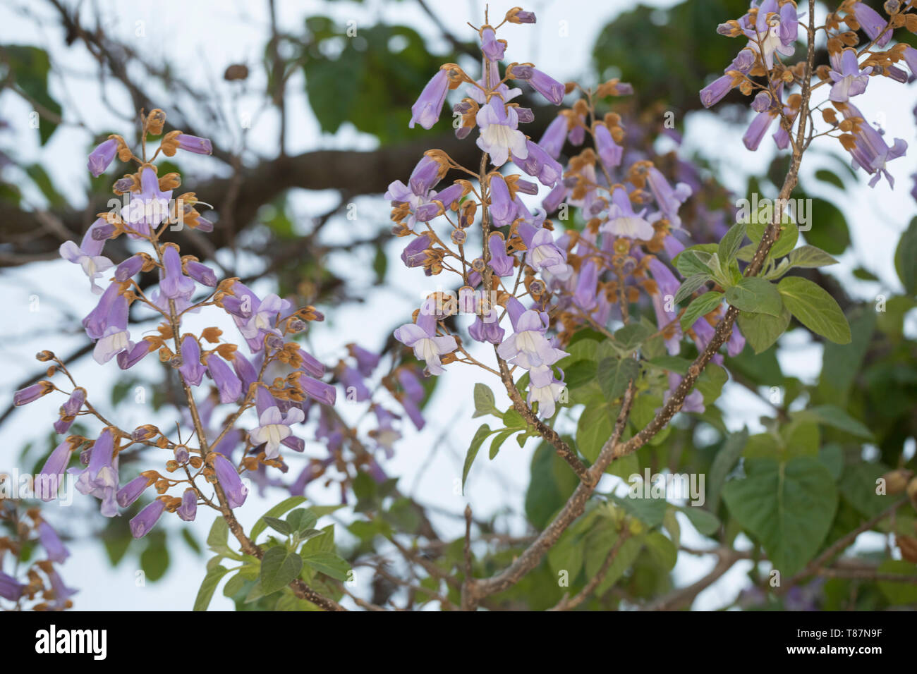 Blauglockenbaum Blauglockenbaum Kaiserbaum, Chinesischer, Kaiser-Paulownie Kiribaum,,, Paulownia tomentosa, Paulownia imperialis, princesstree foxglo, Banque D'Images