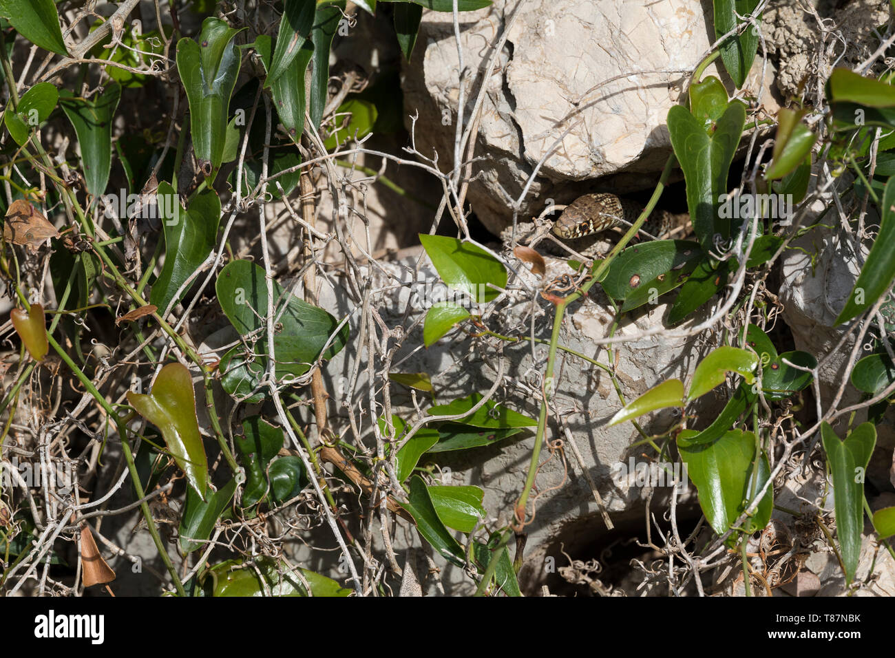 Balkan-Zornnatter Balkanzornnatter Zornnatter, Hierophis gemonensis,,, Coluber gemonensis, balkaniques, snake whip snake des Balkans Banque D'Images