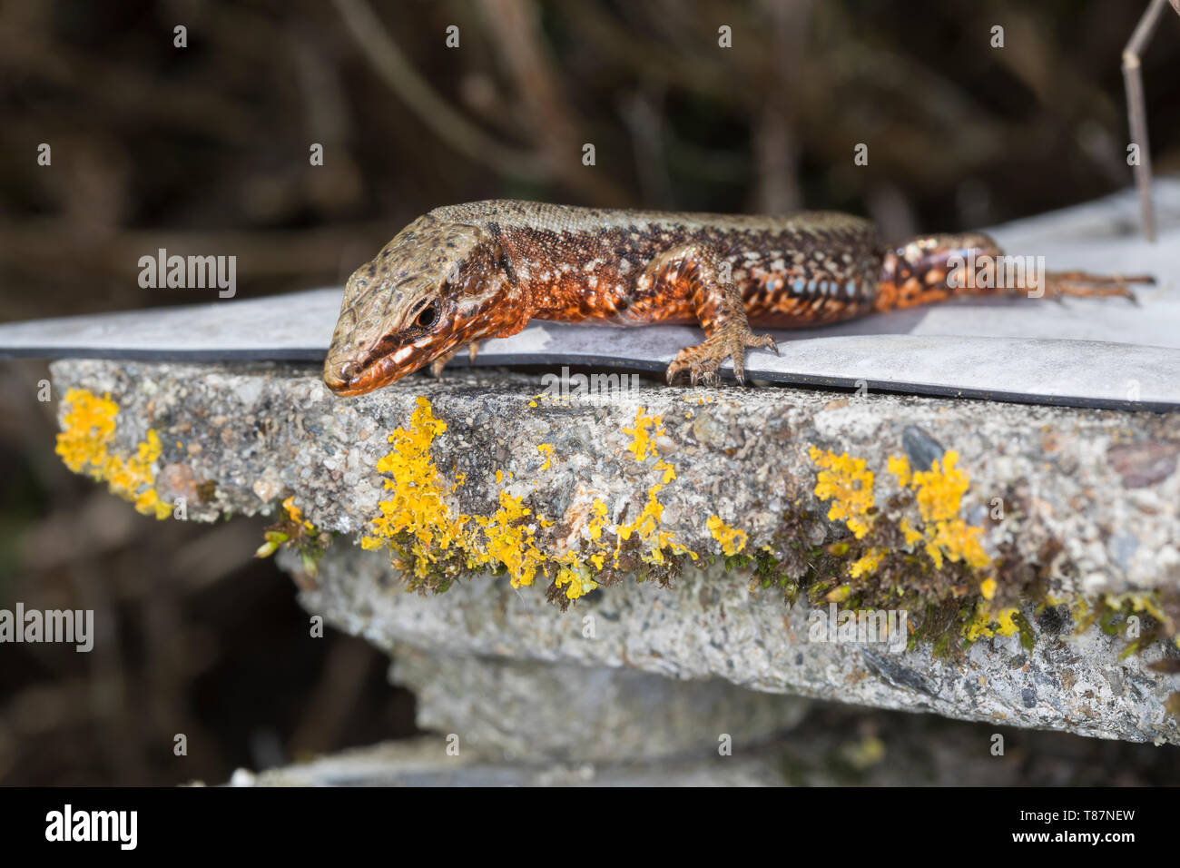 Mauereidechse, Mauer-Eidechse, Podarcis muralis Lacerta muralis, lézard des murailles, lézard des murailles, lézard des murailles, le lézard des murailles, Öste Banque D'Images