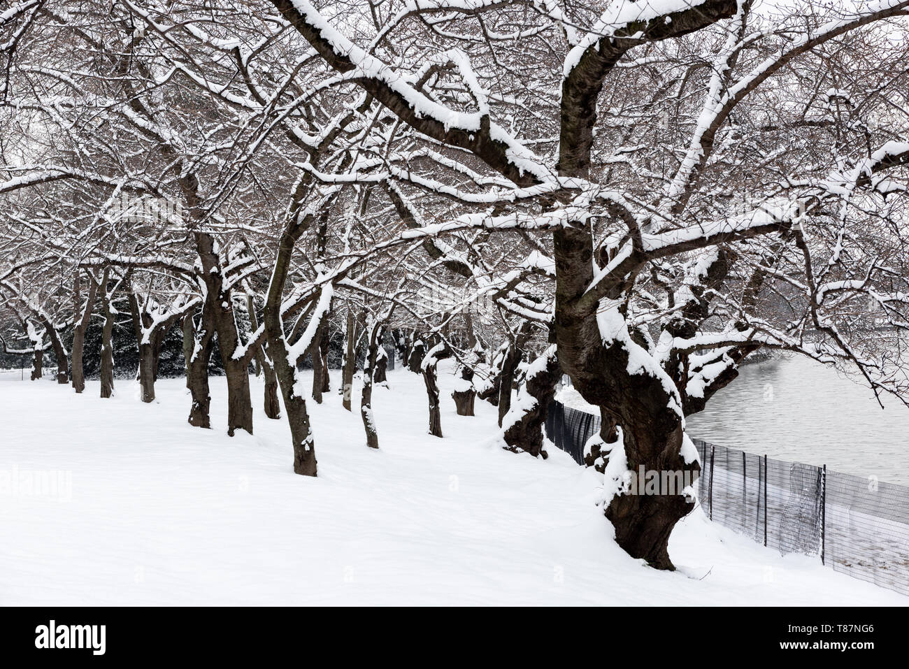 WASHINGTON DC - une couche de neige sur les célèbres cerisiers de Washington. Chaque printemps, la floraison des cerisiers en fleurs amène un grand nombre de touristes à Washington DC. Banque D'Images