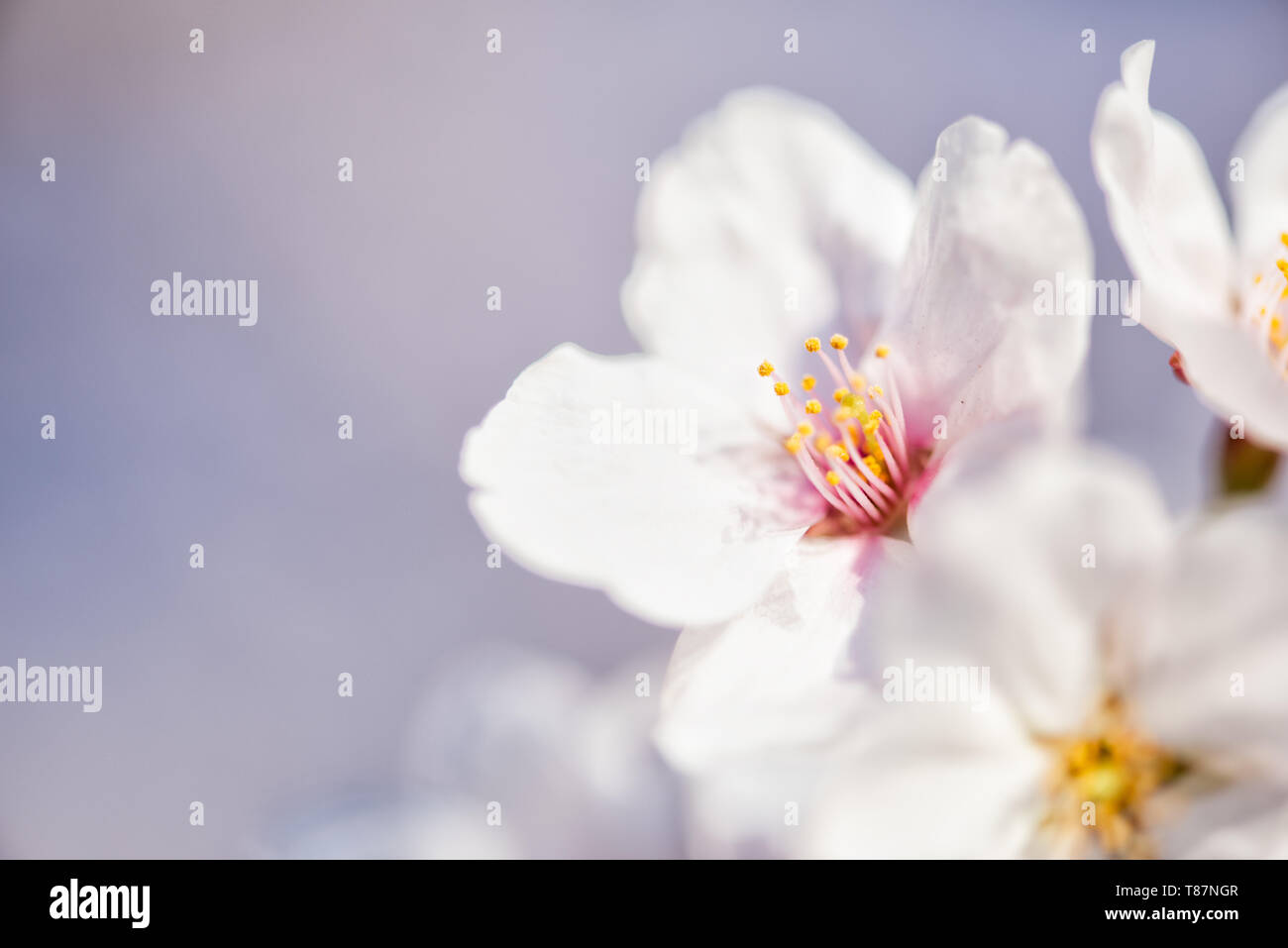 WASHINGTON DC — Une vue macro montre la structure d'une fleur de cerisier en fleurs le long du Tidal Basin. Cette image détaillée se concentre sur les pétales blancs et les étamines jaunes d'un cerisier Yoshino. Les arbres, à l'origine un cadeau du Japon en 1912, sont la principale attraction du Festival national des cerisiers en fleurs qui a lieu chaque printemps. Banque D'Images