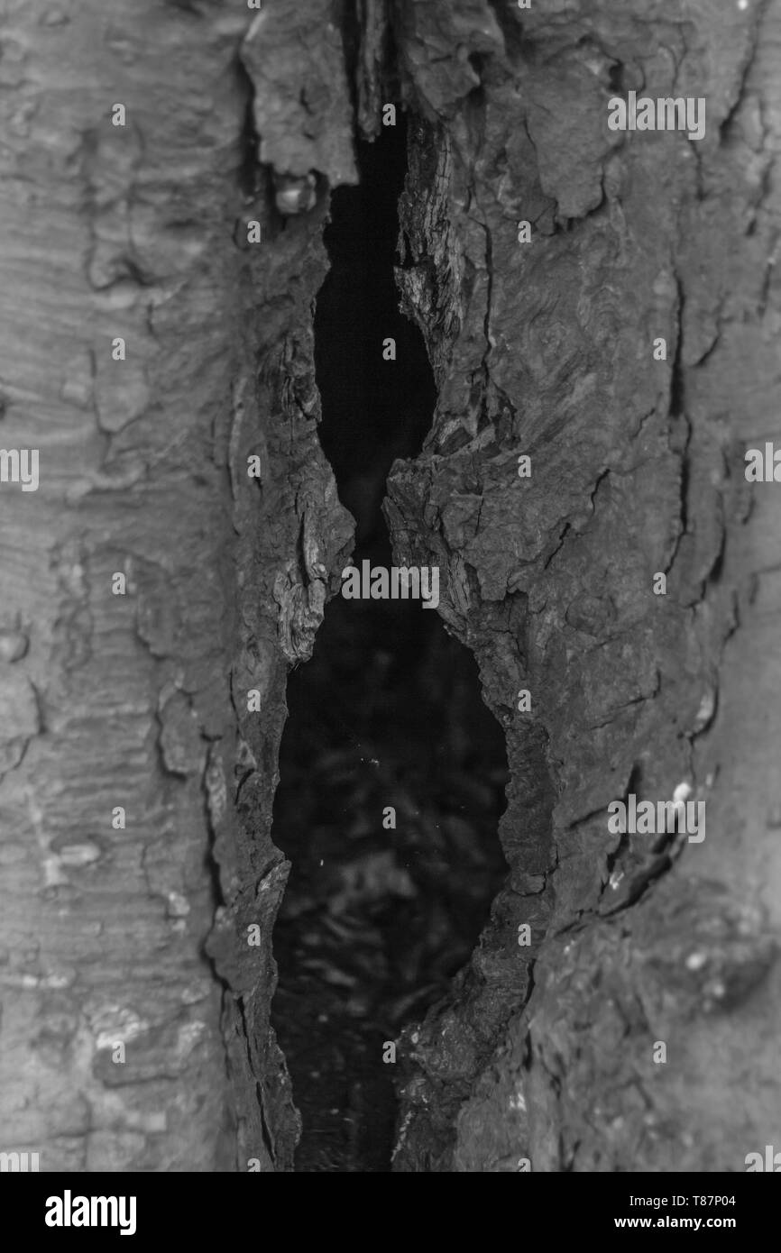 Close-up d'un trou dans un tronc d'arbre Banque D'Images