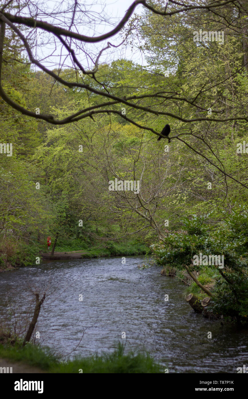 Un corbeau sur une branche au-dessus d'une rivière Banque D'Images