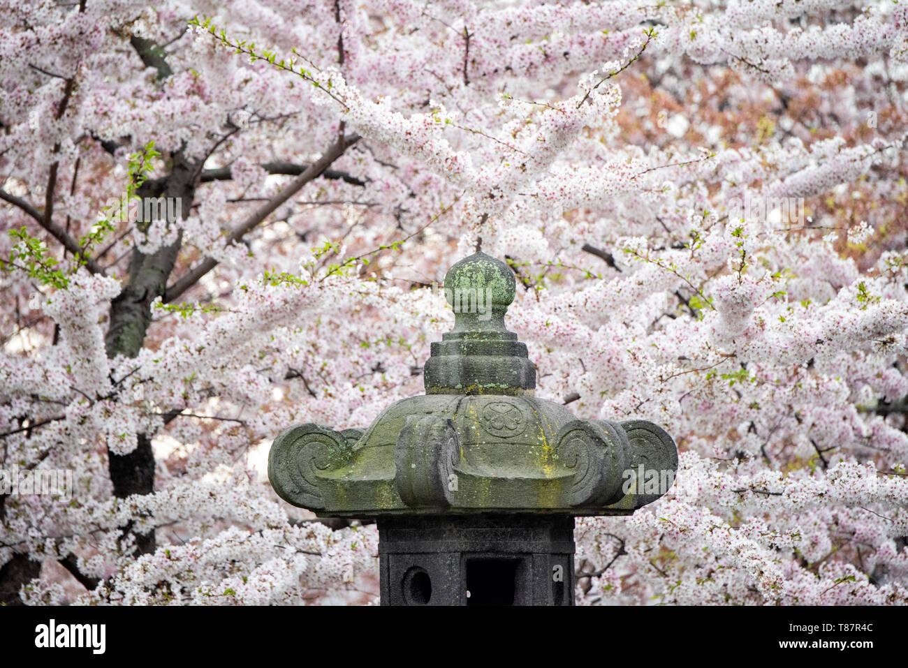WASHINGTON DC — la lanterne japonaise historique se dresse parmi les cerisiers en fleurs le long du Tidal Basin. Cadeau offert à la ville en 1954 par le gouverneur de Tokyo, la lanterne en pierre est illuminée chaque année pour ouvrir le Festival national des cerisiers en fleurs. Le festival célèbre les milliers de cerisiers offerts par le Japon en 1912. Banque D'Images